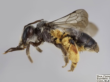 [Andrena aliciae female thumbnail]